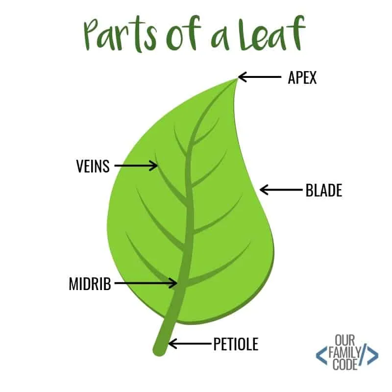 Parts of a Leaf