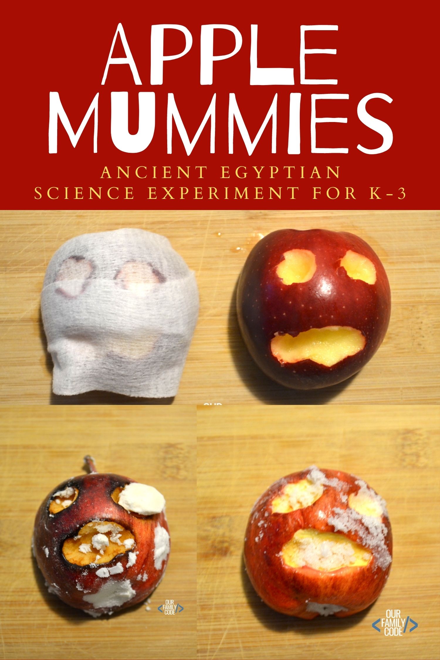 A picture of apple mummies ancient Egyptian experiment for k-3.