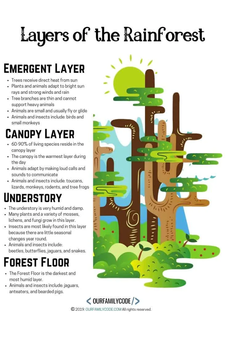 layers of the rainforest info graphic unplugged coding activity