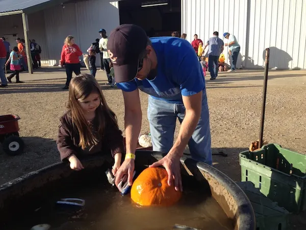 do pumpkins float