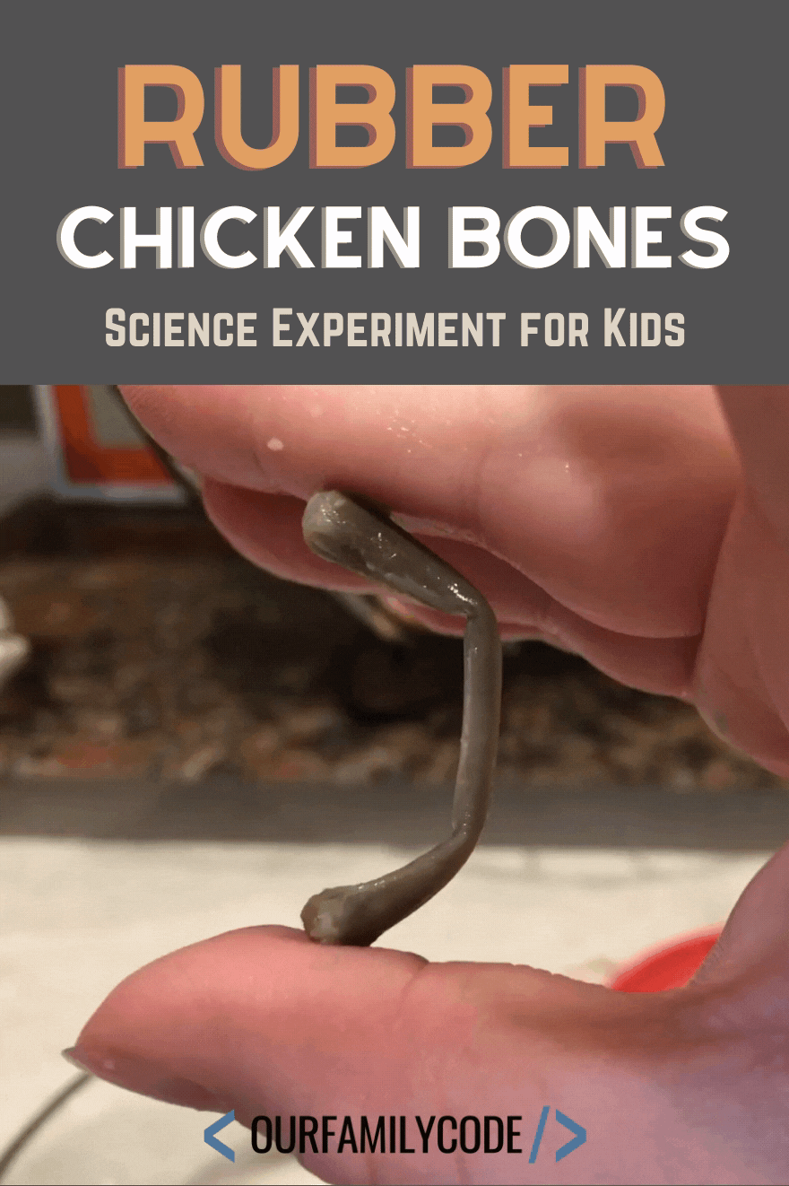A picture of a rubber chicken bones science experiment for kids.