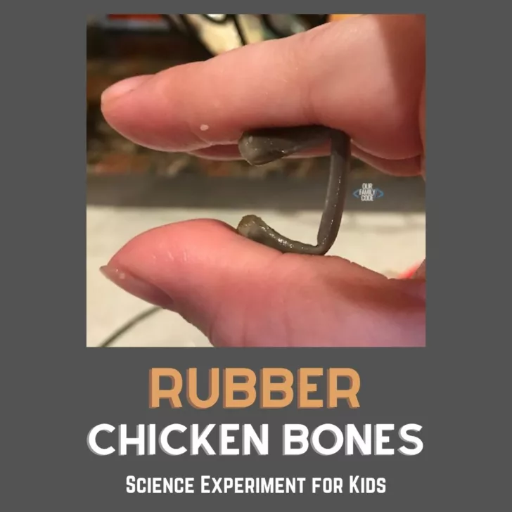 rubber bone science