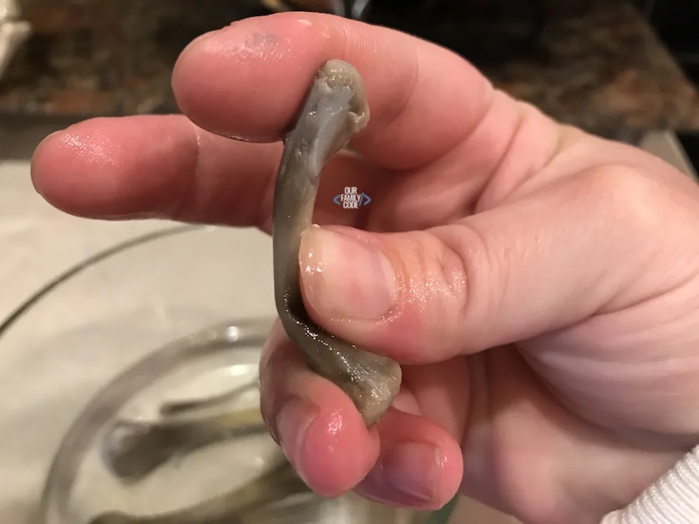 A picture of a chicken bone collagen experiment.