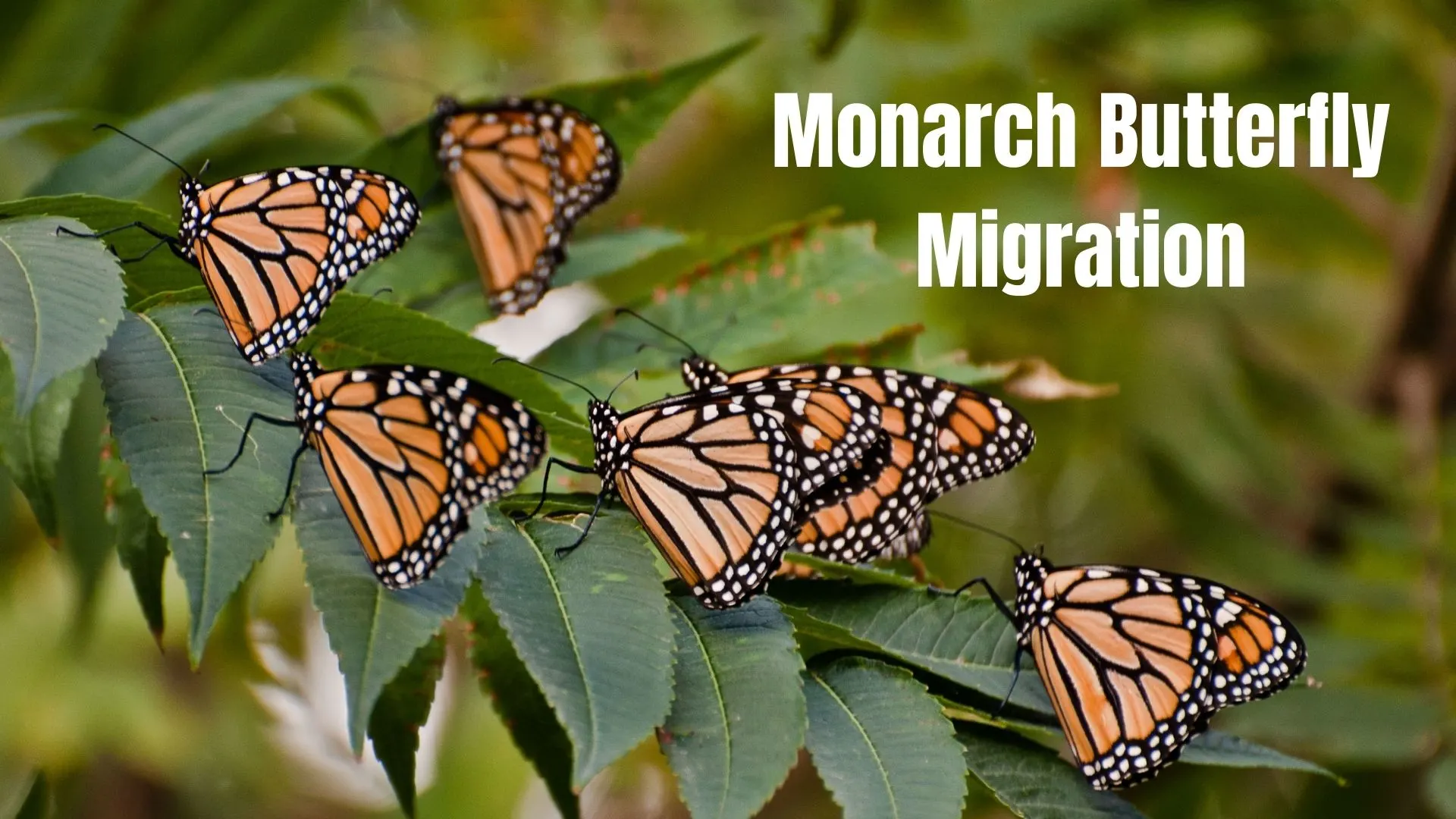 A picture of monarch butterflies on leaves with the text "Monarch Butterfly Migration" in white.