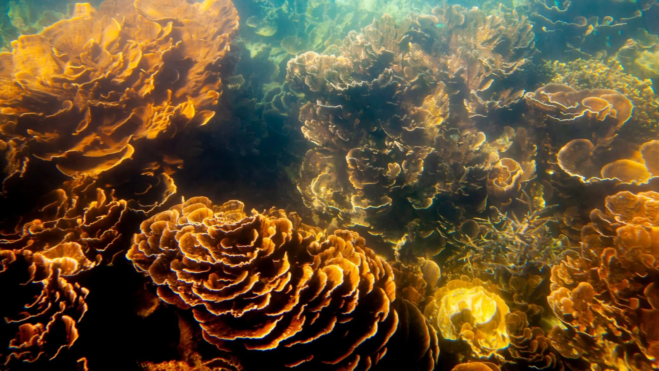 A picture of coral in the Ningaloo reef.