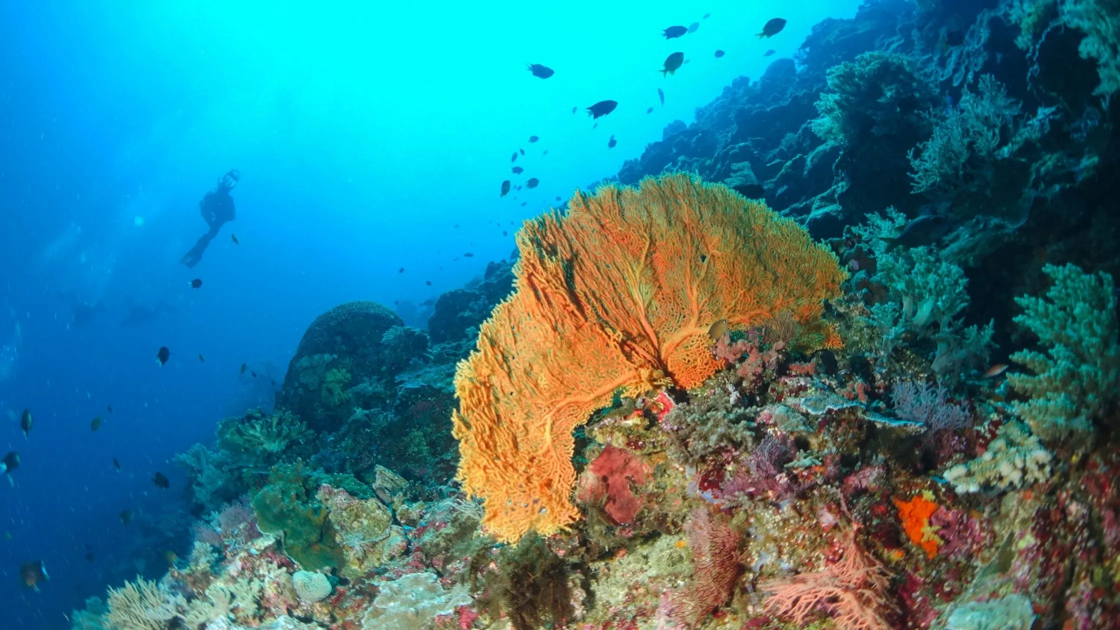 A picture of coral in the Tubbataha reef.