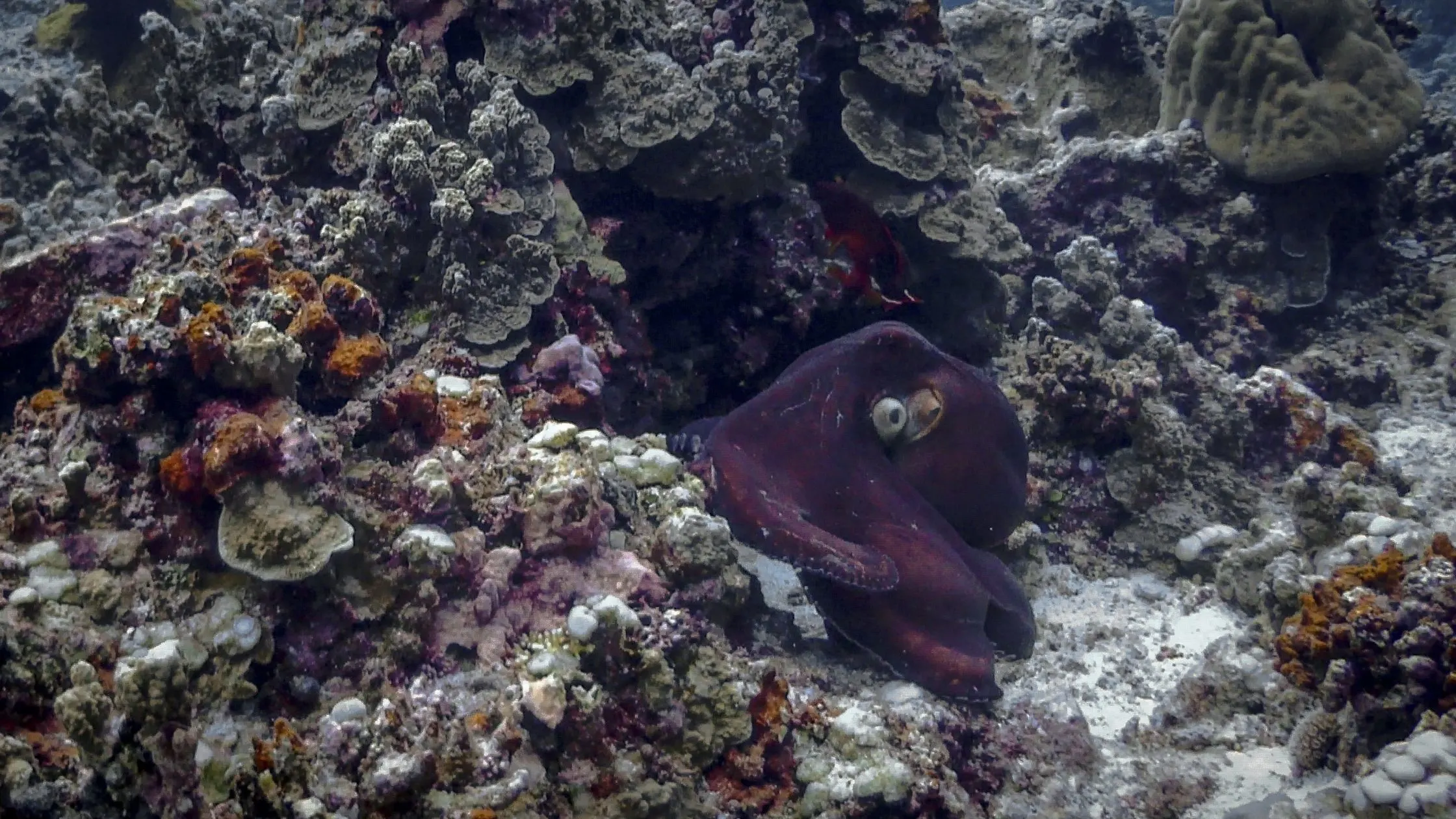 A picture of coral and an octopus in the Apo reef.