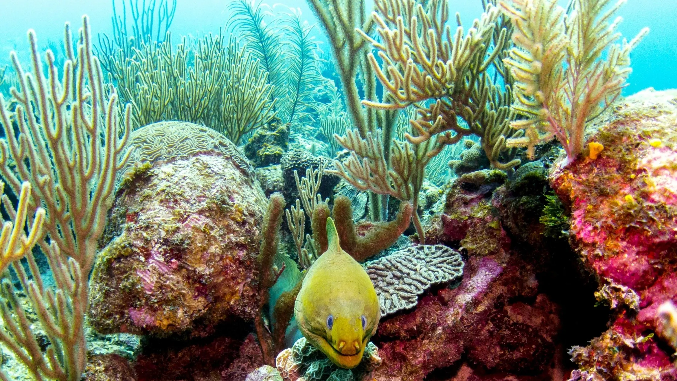 A picture of a fish swimming in coral in the Belize Barrier reef.
