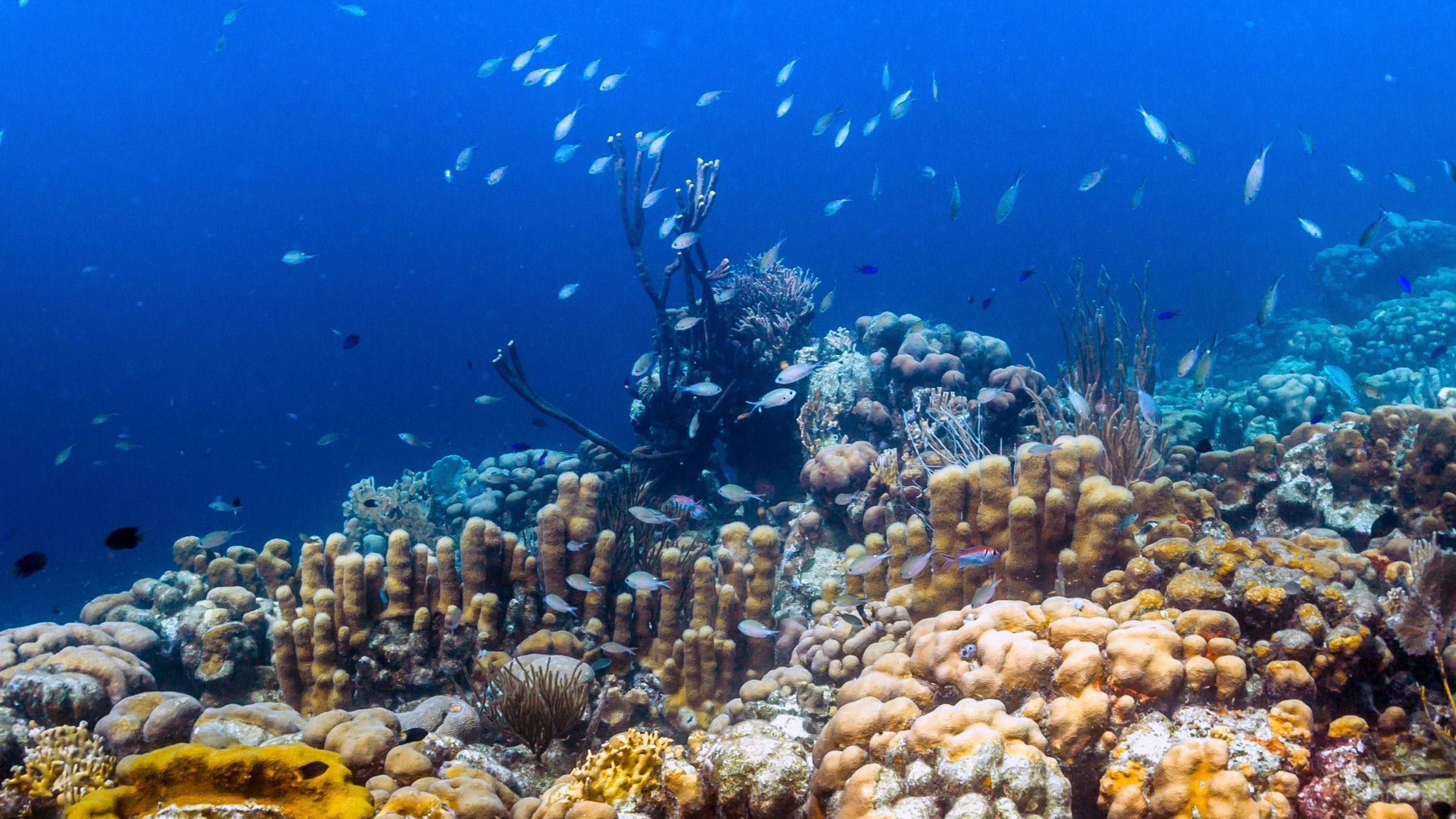 A picture of coral in the Bonaire reef.