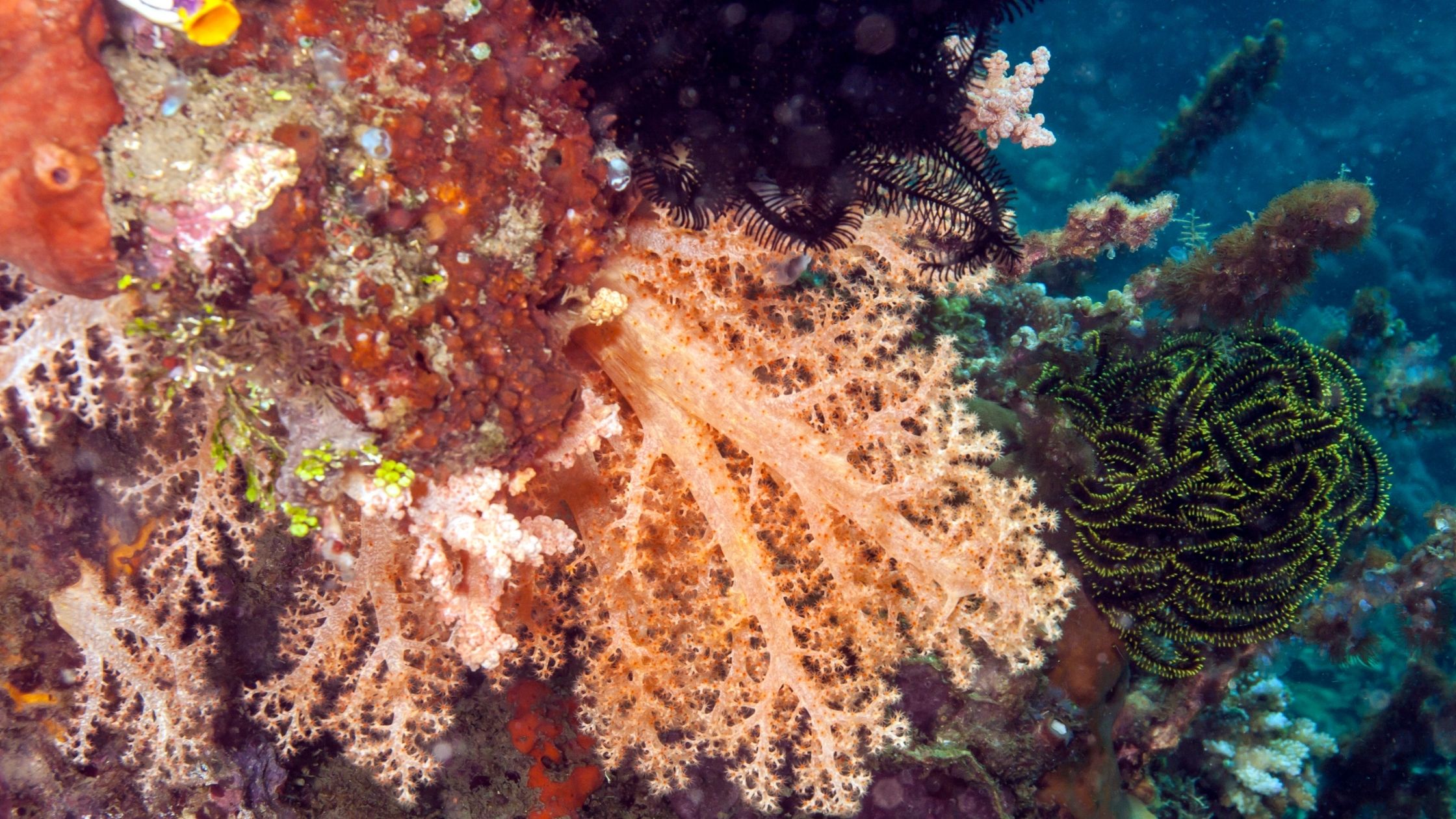 A picture of coral in the Bunaken national park.