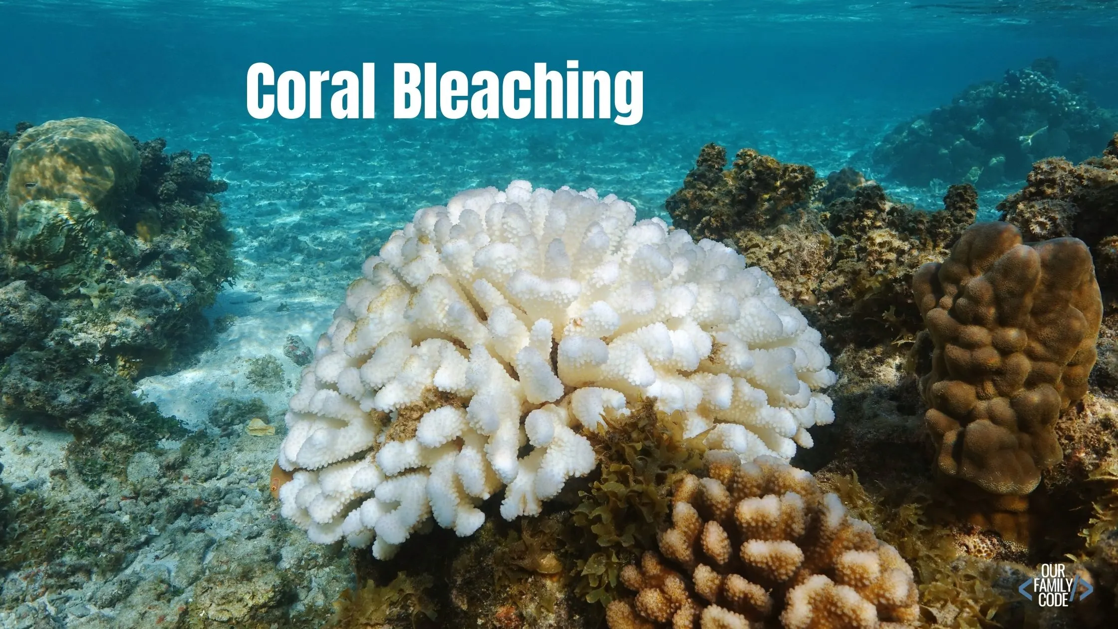 A picture of coral bleaching.