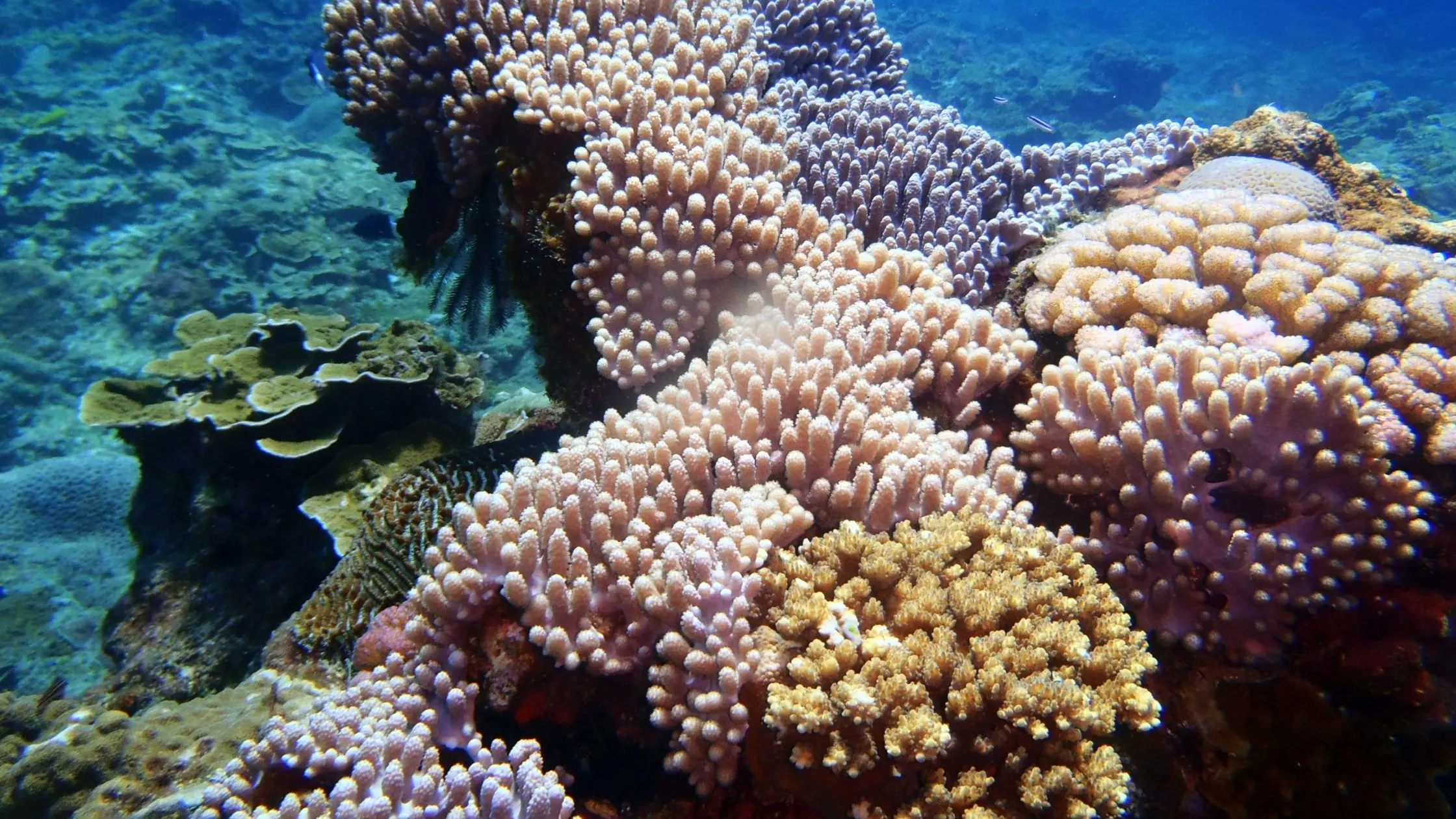 A picture of coral in the Dongji reef.