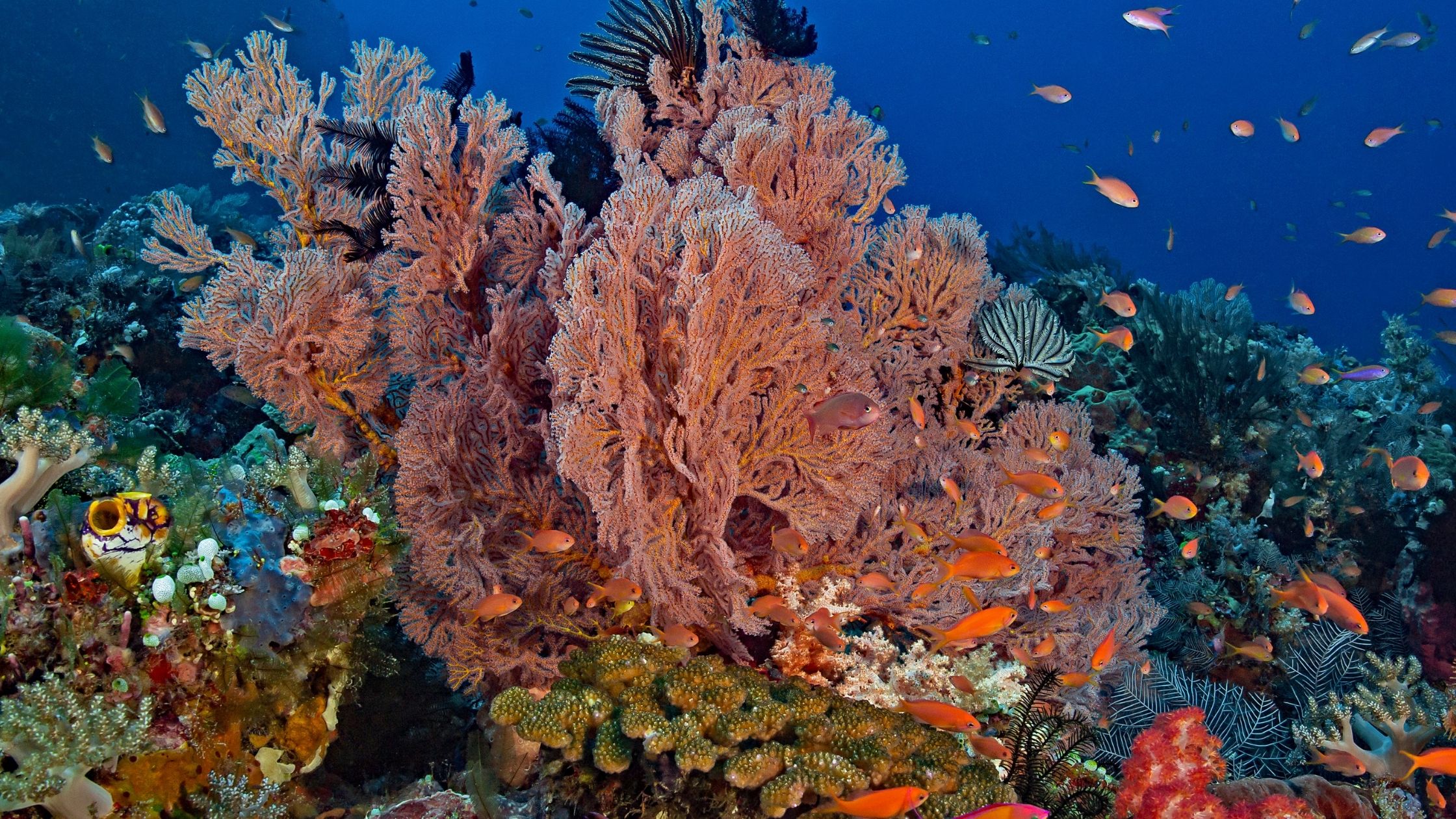 A picture of coral in the Jeju Island Biosphere Reserve.