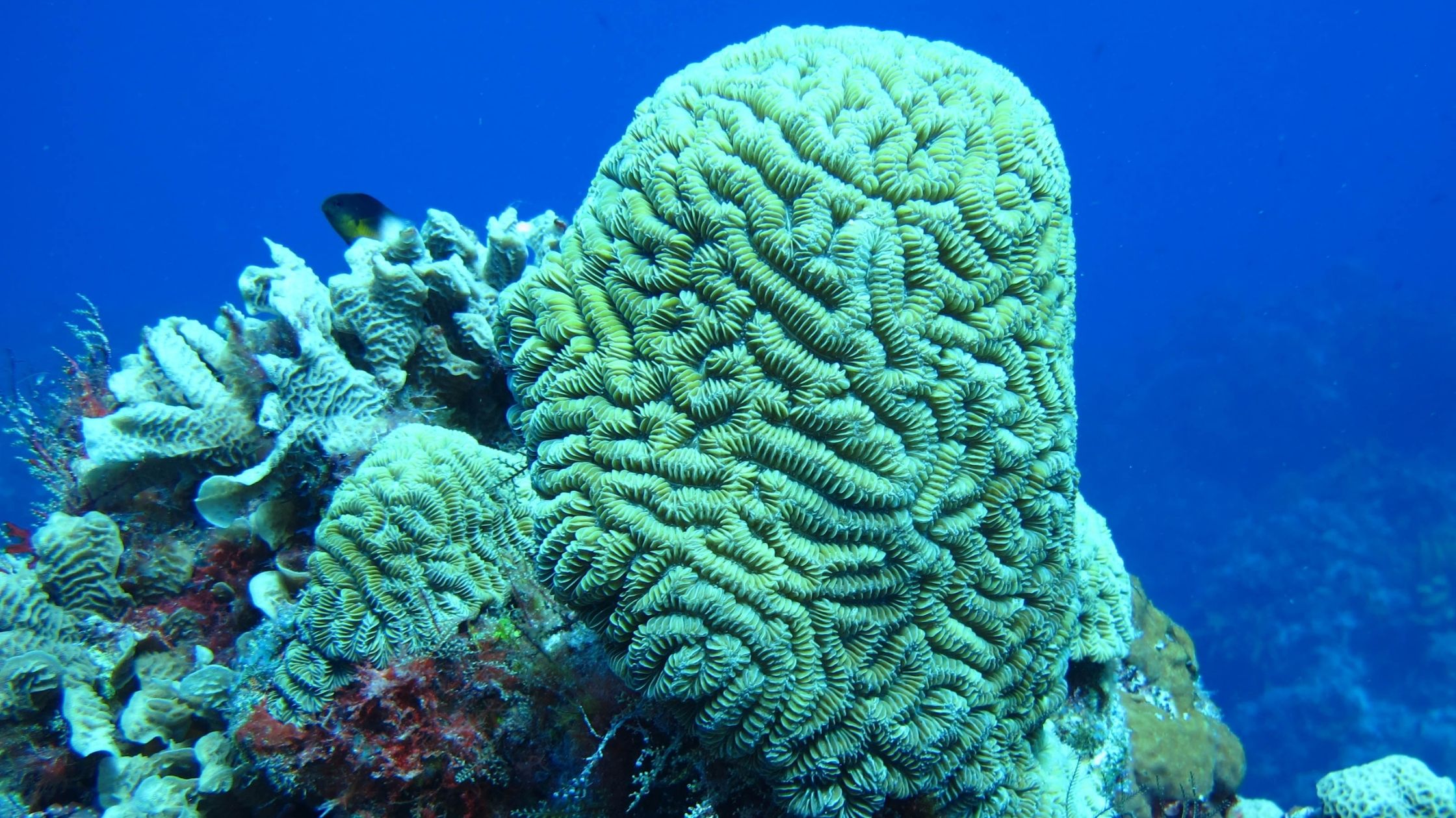 A picture of brain coral in the palancar reef.