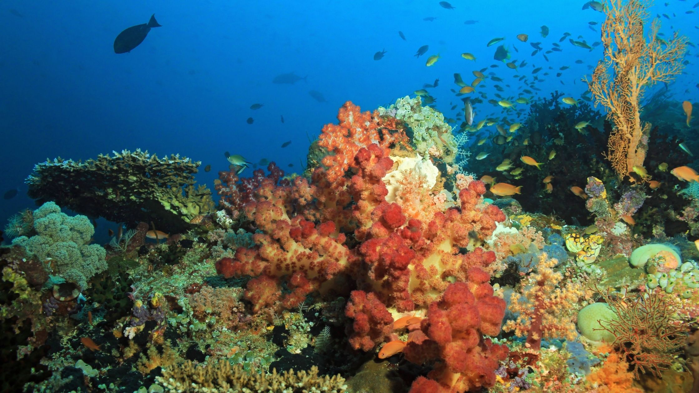 A picture of coral in the Raja Ampat reef.