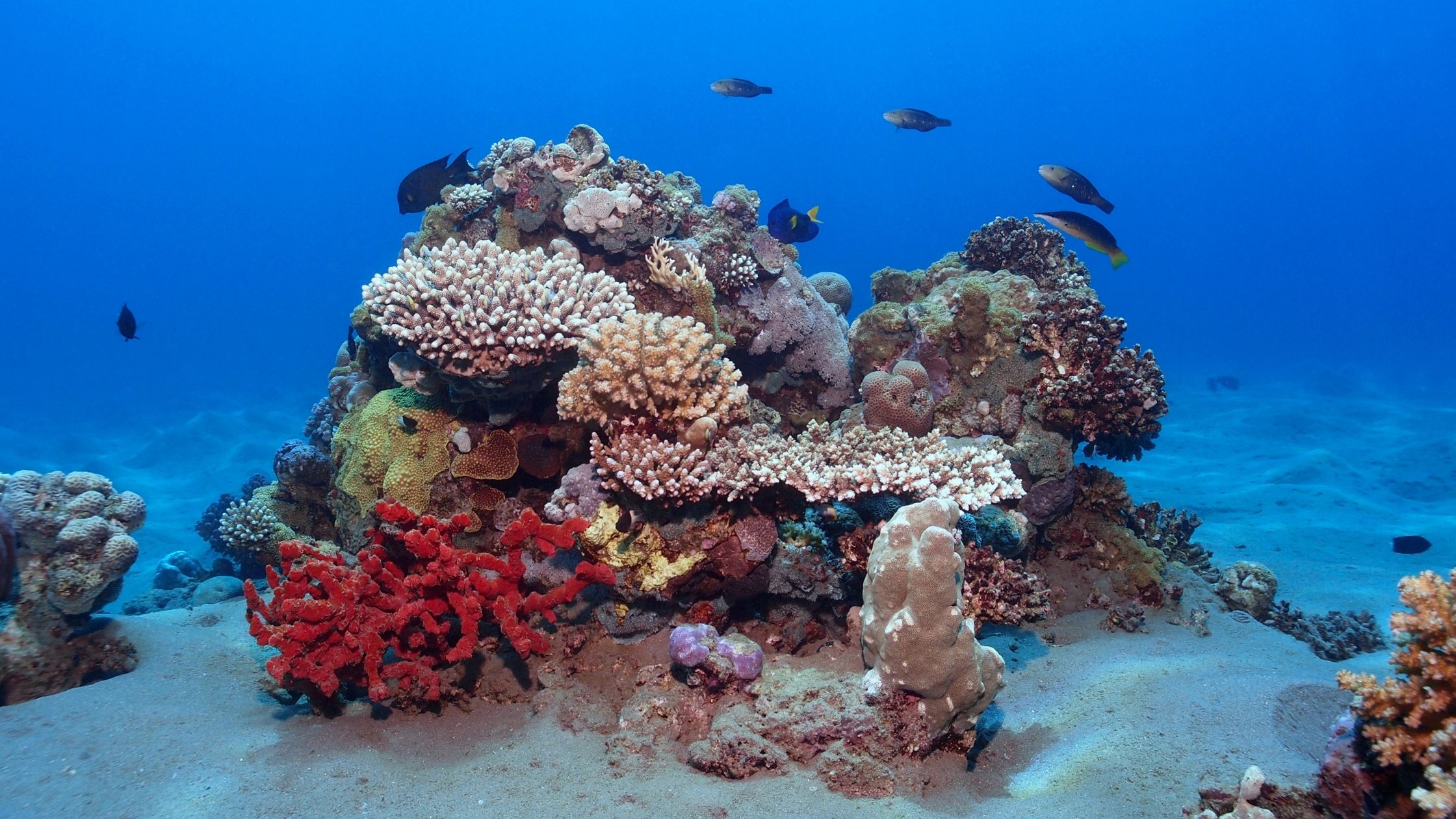 A picture of fish and coral in the red sea coral reef.